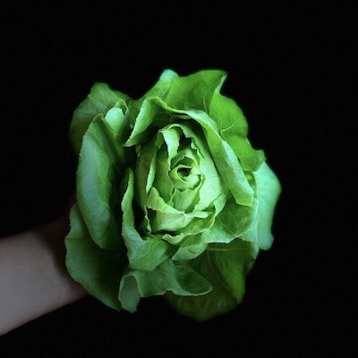 Baby butterhead lettuce from Gourmet Garden. Close up, held in hand. Black background.