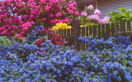 A lush garden abundant with flowers of various colours. Picket fence on one side.
