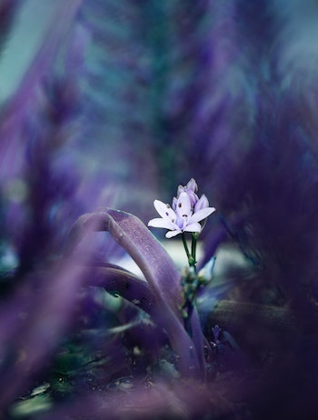 Small flowers on plant, close up view. Enchanted feel, blurred background. Shades of purple and violet. Meditative.