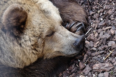 Close up of sleeping bear, relaxing in ease