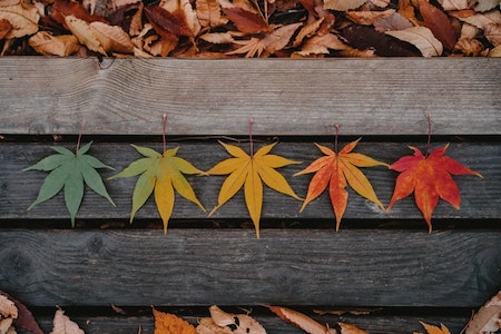 Five leaves in various shades of fall colours lined up with ease on wooden slats on ground with dried leaves.