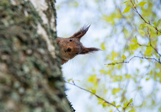 Brown squirrel, peeking out from behind a tree branch. Ears perked up. Looking curious.