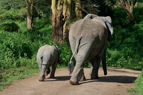 Mom and baby elephant walking away on a forest path.