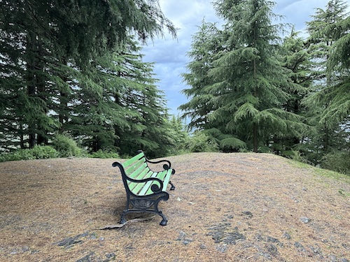 Lonely bench in the middle of a wooded clearing. Solo travel scene from Dharamkot, Himachal Pradesh.