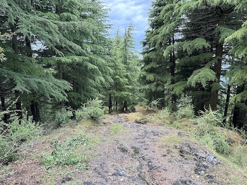 Lonely, peaceful path in the middle of a mountain forest. Solo trip to Dharamkot, Himachal Pradesh.