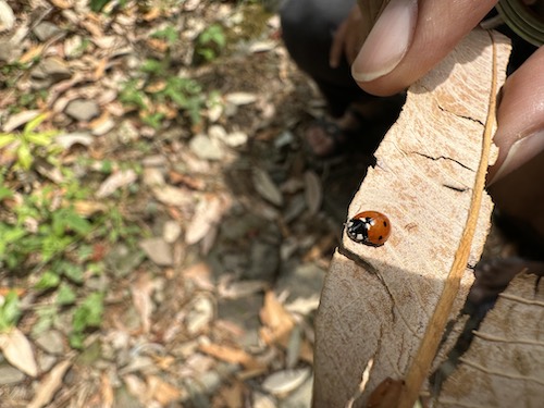 Close up photo of a little ladybug on a dry leaf being held up with fingers. Blurry dry leaves and grass background. Meditation to start your day with love and joy.