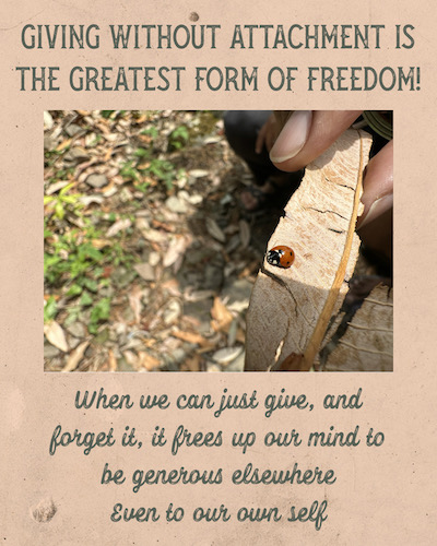 Close-up photo of ladybird on a dried leaf, being held up. Text: Giving without attachment is the greatest form of freedom. When we can just give, and forget it, it frees up our mind to be generous elsewhere. Even to our own self.