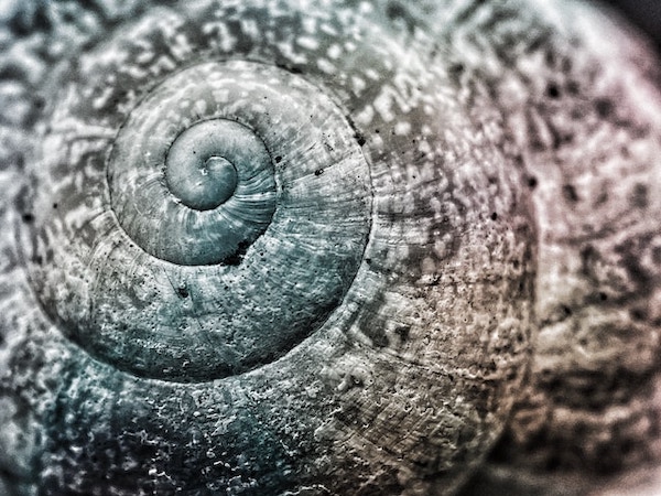 Macro photo of a spiral snail shell.