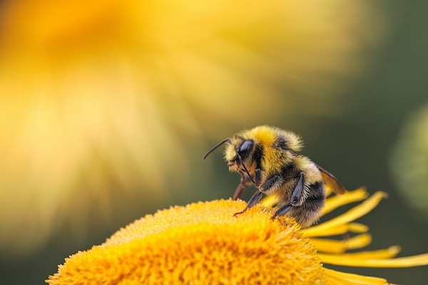 Close up side view of a bee on a yellow flower