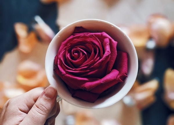 Close up of a deep, dark pink rose in a white teacup (top view) being held by the handle.