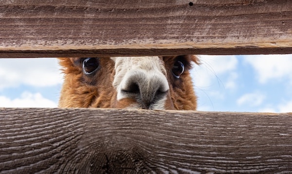 Eyes and snout of a brown Llama with white patches peeking through two slats of wood. Close up photo.