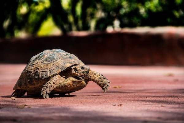 A tortoise moving in a determined way. Slow and steady progress.