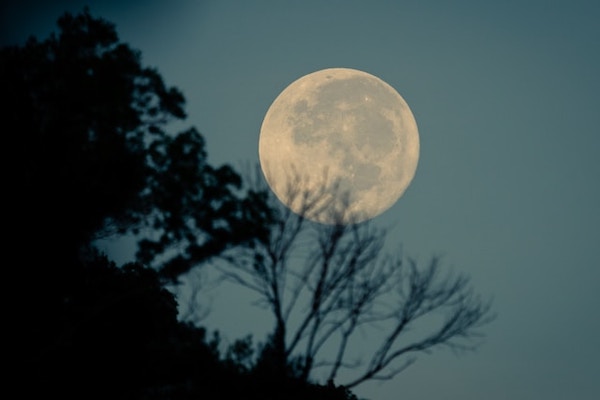 Large full moon in the sky. Dark tree silhouettes on one side.