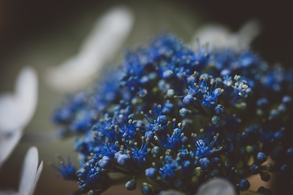 Macro photography of blue flower bunch.