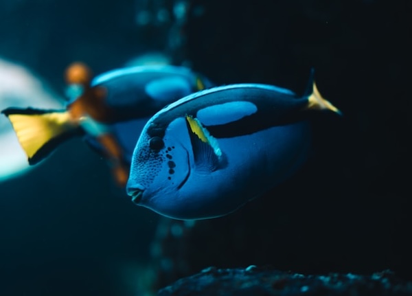 Blue fish swimming in water. Dark image. Other fish in the background.