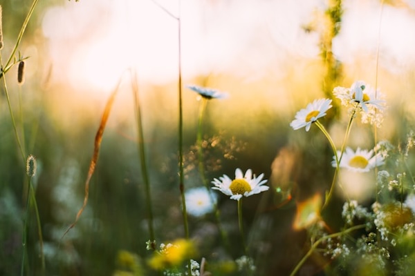 Spring flowers. Daisies.