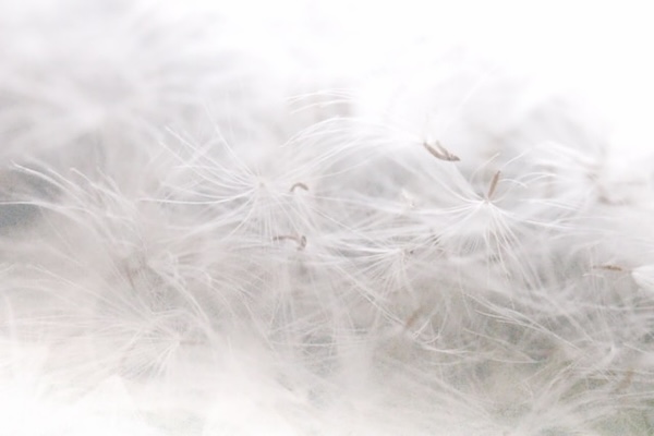 Ethereal macro photography of dandelions. Shades of whites with very less shadows to accentuate the angelic light quality.
