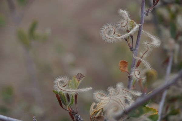 Close up photo of vine with swirly, tendrils and small leaves.