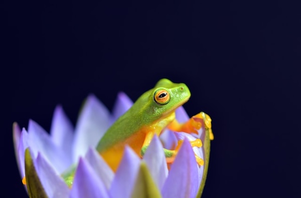 Bright green and orange frog peeking out of a light purple flower. Wake up with ease.